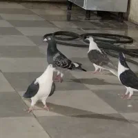 کبوتر ساده ومگس
