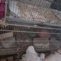 قفس پرون