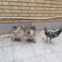 3عددمرغ وخروس ابزیشمی وسلطان|حیوانات مزرعه|شیراز, آبیاری|دیوار
