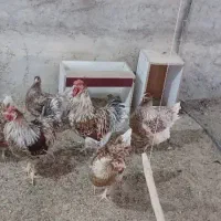 ویاندوت اپنزلر آرکانا ایام سبرایت ابریشمی برهما