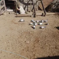 کبوتر|پرنده|نورآباد, |دیوار