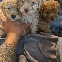 پودل های فرفری|سگ|تهران, نظامآباد|دیوار