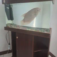 اکواریوم