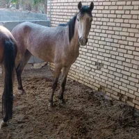 دوتا اسب حمدانی|اسب و تجهیزات اسبسواری|آبادان, |دیوار