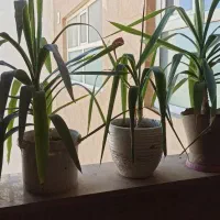 تعدادی گل یوکا وسانسوریا سبز