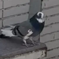 دوتا کفتر|حیوانات|یزد, |دیوار