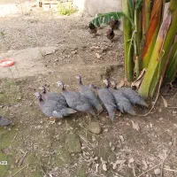 مرغ شاخدار ( سیساک )|حیوانات مزرعه|آمل, |دیوار