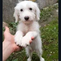 سگ پاکوتا معاوضه با لاری یا بوقلمون