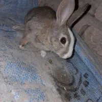 خرگوش خوشگل معاوضه ای