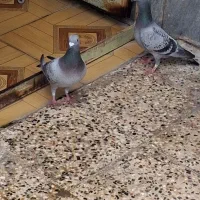 کبوتر پلاکی