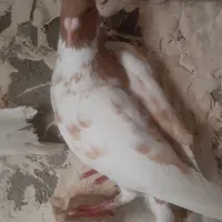 کفتر|پرنده|شیراز, پودنک|دیوار