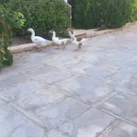 فروش سه عدد غازمحلی نرو ماده|پرنده|طسوج, |دیوار