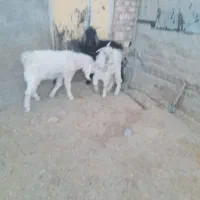 بزغاله چاق نر|حیوانات مزرعه|زاغه, |دیوار