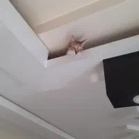 دوتا  گربه بالغ