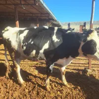 گاو|حیوانات مزرعه|شیروان (خراسان), |دیوار