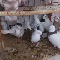 کفترطوقی|پرنده|خرمشهر, |دیوار