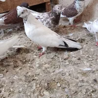 لوطی ماده و تهرانی|پرنده|تیکمه داش, |دیوار