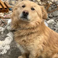 سگ پیدا شده