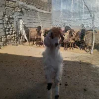 بزقاله نر|حیوانات مزرعه|فیروزآباد (لرستان), |دیوار