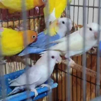 طوطی برزیلی (کوتوله)|پرنده|بهبهان, |دیوار