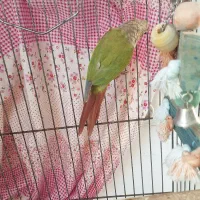 طوطی گرینچیک آناناسی|پرنده|بابل, |دیوار