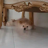 پامر ۳ ماهه