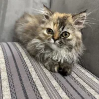 واگذاری گربه پرشین|گربه|مهاباد (آذربایجان غربی), |دیوار