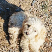 یک قلاده سگ پاکوتاه پشمالو به قیمت ۲میلیون تومان