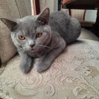 گربه بریتیش واسکاتیش