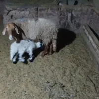 کهور با بره نر