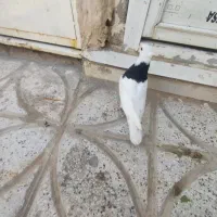 جوجه طوقی کاکلی پالخت بدون غلطی پاک