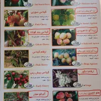 نهالستان نمونه استان البرز در یزد افتتاح شد . نهال