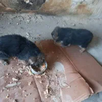 شاه توله ژرمن|سگ|اسلام‌شهر, شهرک مفیدی|دیوار