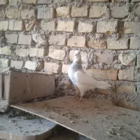 کفتر طوقی|پرنده|یزد, |دیوار