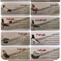 فروش صفر تا صد دارو کبوتر به شرط و تضمینی