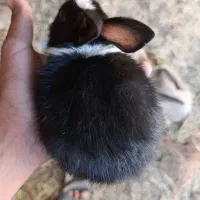 خرگوش بزرگ و کوچک|موش و خرگوش|بم, |دیوار