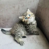 مجموعه گربههای زیبا و بغلی (پرشین اسکاتیش بریتیش)|گربه|اهواز, کیانپارس |دیوار