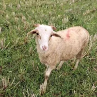 گوسفند نر جوان حدود ۳۵ کیلویی|حیوانات مزرعه|رشت, بازار|دیوار