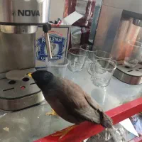 مرغ مینادست آموز