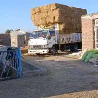 فروش کاه برنج|لوازم جانبی حیوانات|سبزوار, هویزه|دیوار