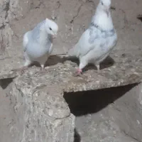 کبوتر فروشی