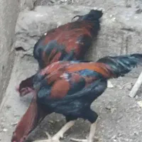 خروس لاری|حیوانات مزرعه|هامون, |دیوار