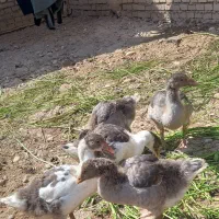 ۵ عدد جوجه غاز