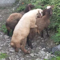 فروش گوسفند بره نر۴ راس قزل افشار قلم درشت