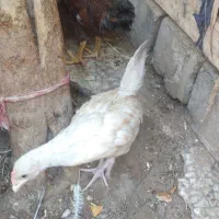 جوجه محلی 3 ماهه 650 هزار مقطوع