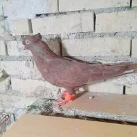 جفت دم سفیدسرخ|پرنده|رامشیر, |دیوار