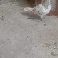 کفتر