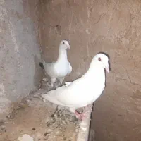 کفتر