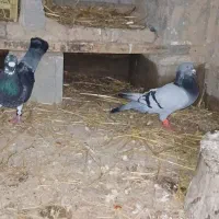 کفتر مگسی‌ مسافتی