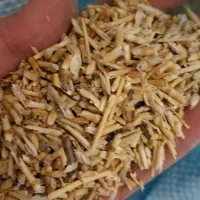 خوراک دام وطیور.و..|لوازم جانبی حیوانات|سیرجان, |دیوار